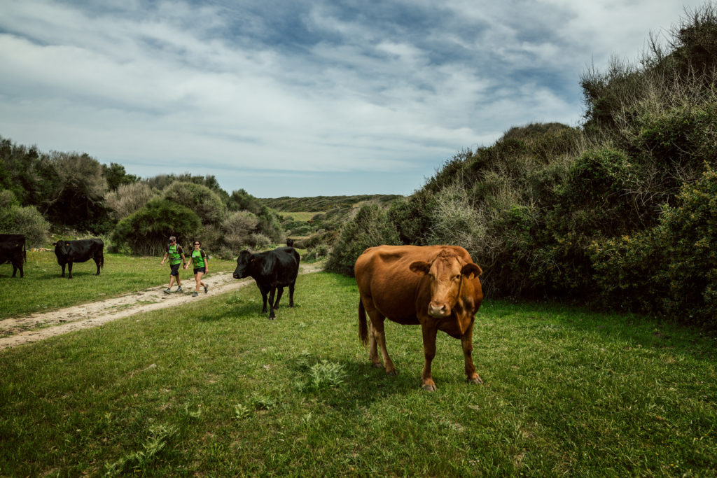 Les vaques, una presència constant als camins de Menorca (Foto: Jordi Saragossa).